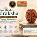 Two Mukhi Rudraksha Benefits and How to Identify an Original Rudraksha 3 Two Mukhi Rudraksha Benefits and How to Identify an Original Rudraksha
