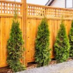 How Can Reputable Privacy Hedges Services Improve Your Cumming, GA Landscape?
