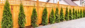 How Can Reputable Privacy Hedges Services Improve Your Cumming, GA Landscape?