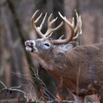 Kansas Whitetail Rut Guide: How Behavior Changes During Peak Season 3 Kansas Whitetail Rut Guide: How Behavior Changes During Peak Season