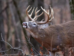 Kansas Whitetail Rut Guide: How Behavior Changes During Peak Season 1 Kansas Whitetail Rut Guide: How Behavior Changes During Peak Season