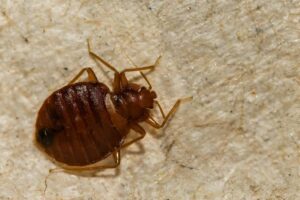 How Can Professional Bed Bug Treatment Help Protect Your Home? 1 How Can Professional Bed Bug Treatment Help Protect Your Home?