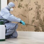 How Can Black Mold Removal in Olympia Support Cleaner Crawl Spaces and Pest Control? 3 How Can Black Mold Removal in Olympia Support Cleaner Crawl Spaces and Pest Control?