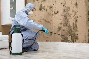 How Can Black Mold Removal in Olympia Support Cleaner Crawl Spaces and Pest Control?