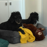 Simple Tips for Selecting Healthy Dog Chews