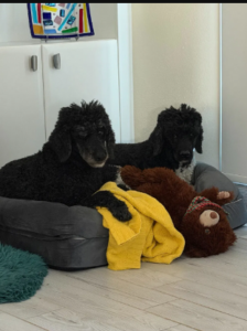 Simple Tips for Selecting Healthy Dog Chews 1 Simple Tips for Selecting Healthy Dog Chews