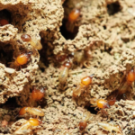 Why Pests Keep Coming Back and How Professionals Stop the Cycle 3 Why Pests Keep Coming Back and How Professionals Stop the Cycle