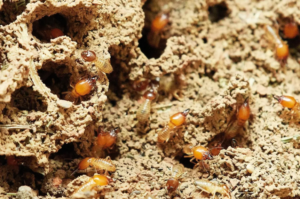 Why Pests Keep Coming Back and How Professionals Stop the Cycle 1 Why Pests Keep Coming Back and How Professionals Stop the Cycle