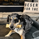 Safe healthy treats for dogs dbc09d37 0817 4c2a a2ad 84c0d25425fc