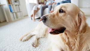 How Can Pet Odour & Stain Removal Protect Homes in Mooresville, AL?