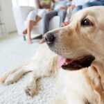 How Can Pet Odour & Stain Removal Protect Homes in Mooresville, AL?