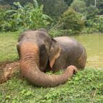 Ethical Elephant Camps 3 Ethical Elephant Camps