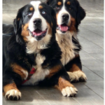 What Red Flags to Avoid When Buying Large Breed Puppies Online?