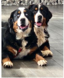 What Red Flags to Avoid When Buying Large Breed Puppies Online? 1 What Red Flags to Avoid When Buying Large Breed Puppies Online?
