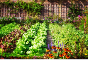 Professional Garden Maintenance Near Me for a Healthy Outdoor Space