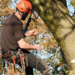 How Can Tree Felling Help Manage Dangerous or Dead Trees?