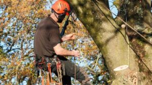 How Can Tree Felling Help Manage Dangerous or Dead Trees?