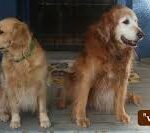 Where Can Your Dog Stay, Play, and Feel at Home While You’re Away?