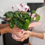 A Little Green Goes a Long Way: The Beauty of Plant Gifting 3 A Little Green Goes a Long Way: The Beauty of Plant Gifting