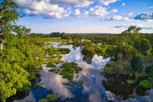 Congo’s Best Wildlife Tracking Experiences Beyond Traditional Safaris