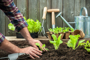 Garden Maintenance Near Me: Expert Garden Care Services in Toronto 1 Garden Maintenance Near Me: Expert Garden Care Services in Toronto