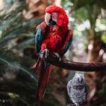 Parrot for Sale in Dubai: Care, Diet, and Enrichment Tips for First-Time Owners