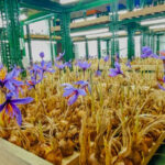 Indoor Saffron Farming Training: A Complete Guide for Beginners 3 Indoor Saffron Farming Training: A Complete Guide for Beginners