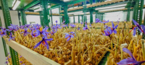 Indoor Saffron Farming Training: A Complete Guide for Beginners 1 Indoor Saffron Farming Training: A Complete Guide for Beginners