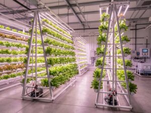 How Vertical Farming Is Redefining the Future of Food Production