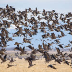 Experience Goose & Duck Hunting in Colorado with Birds and Bucks Outdoors 3 Experience Goose & Duck Hunting in Colorado with Birds and Bucks Outdoors