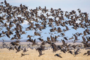 Experience Goose & Duck Hunting in Colorado with Birds and Bucks Outdoors 1 Experience Goose & Duck Hunting in Colorado with Birds and Bucks Outdoors