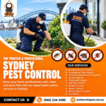 Simple Ways to Reduce Ant Problems Around Sydney Homes 3 Simple Ways to Reduce Ant Problems Around Sydney Homes