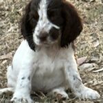 Choosing the Right Cocker Spaniel Breeder QLD Families Can Trust