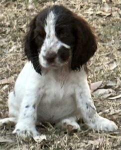 Choosing the Right Cocker Spaniel Breeder QLD Families Can Trust