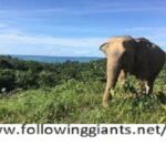 Full Day Elephant Sanctuary 3 Full Day Elephant Sanctuary