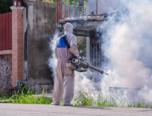 Pest Control Singapore: A Complete Guide to Keeping Your Home and Business Pest Free