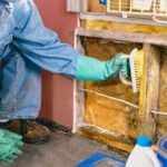 How Can Best Mold Removal in Home Services Protect Lakeway, TX Homes?
