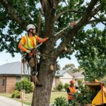 Tree Trimming in Lakeland, FL: How Proper Trimming Protects Trees and Property 3 Tree Trimming in Lakeland, FL: How Proper Trimming Protects Trees and Property