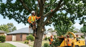 Tree Trimming in Lakeland, FL: How Proper Trimming Protects Trees and Property 1 Tree Trimming in Lakeland, FL: How Proper Trimming Protects Trees and Property