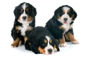 Bernese Mountain Dog Cost: The Real Expenses Beyond the Puppy Price