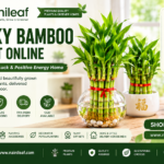 Lucky Bamboo Plant Online: 2 Layer Lucky Bamboo Plant for Home & Office 3 Lucky Bamboo Plant Online: 2 Layer Lucky Bamboo Plant for Home & Office