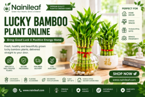 Lucky Bamboo Plant Online: 2 Layer Lucky Bamboo Plant for Home & Office