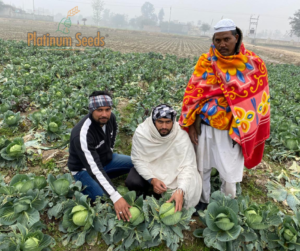 F1 Hybrid Seeds Company – Supporting Modern Agriculture with Quality Seeds