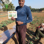 F1 Hybrid Tomato Seeds | Hindustan seeds