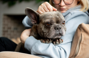 Essential Bulldog Grooming Tips for a Clean and Healthy Pup 1 Essential Bulldog Grooming Tips for a Clean and Healthy Pup