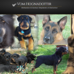 Rottweiler and German Shepherd: What to Consider Before Choosing