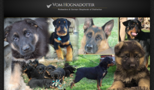 Rottweiler and German Shepherd: What to Consider Before Choosing 1 Rottweiler and German Shepherd: What to Consider Before Choosing