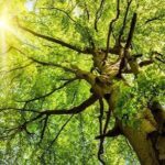 Trees by Forrest: Choosing Reliable Tree Contractors for Safer, Healthier Landscapes