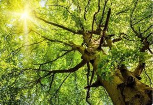 Trees by Forrest: Choosing Reliable Tree Contractors for Safer, Healthier Landscapes