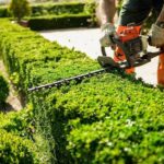 Why Is Hedge Removal Blackpool the Best Choice for Large Hedges?